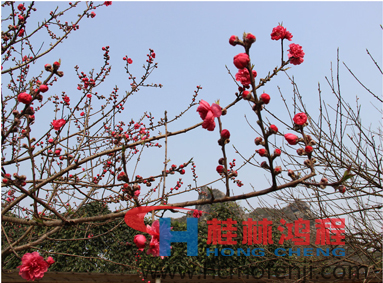 桂林鴻程 桃花 桂林鴻程 桃花